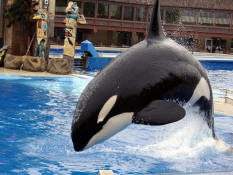 SeaWorld